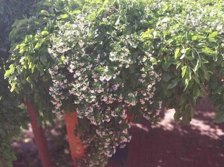 펜션 Wisteria Lane Guesthouse