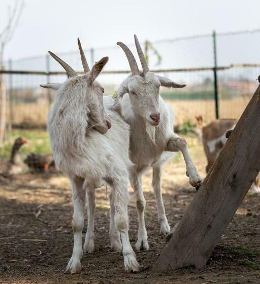مبيت وإفطار Cascina Cattabreghetta