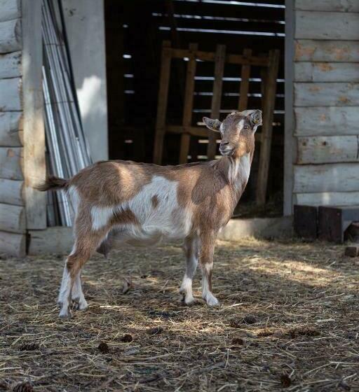 مبيت وإفطار Cascina Cattabreghetta