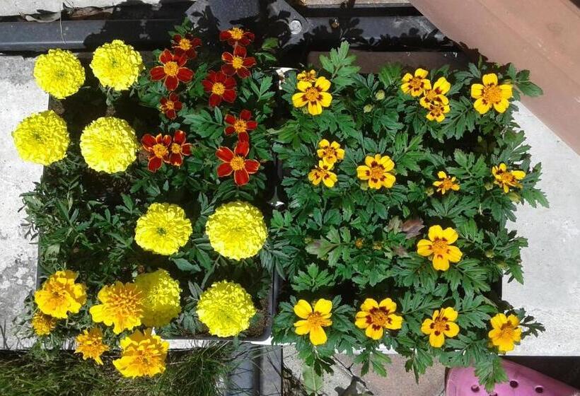 住宿加早餐  Il Borgo Dei Molini