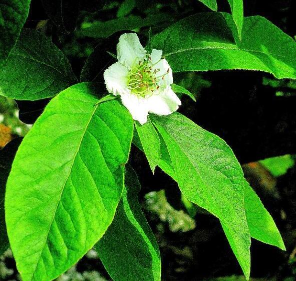 צימר Lo Sghimbescio