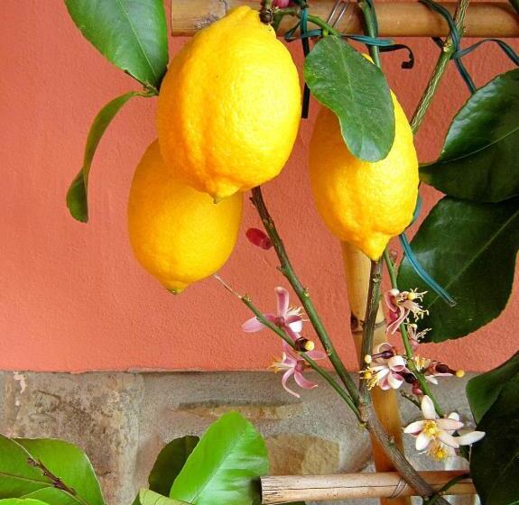 צימר Lo Sghimbescio