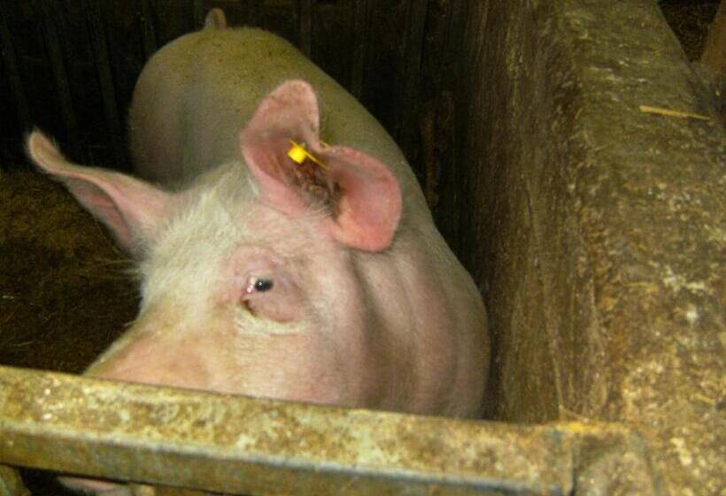 فندق Vordersattlegghofhütte