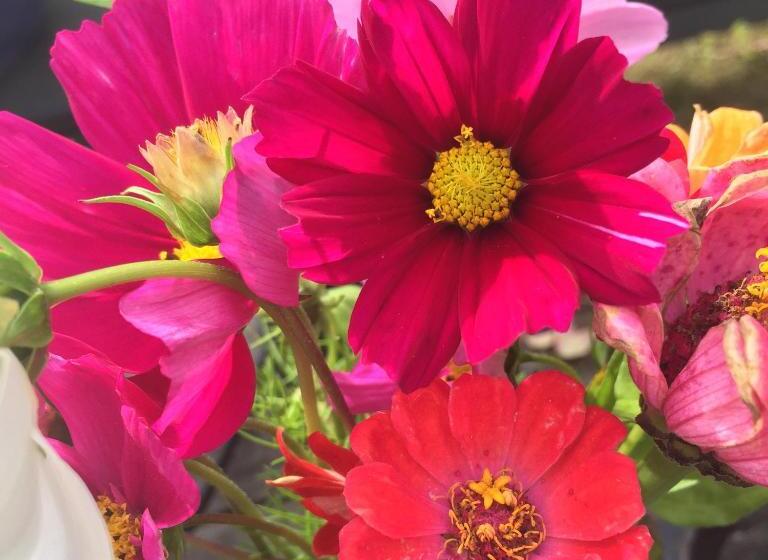 膳宿费 La Maison Les Mimosas