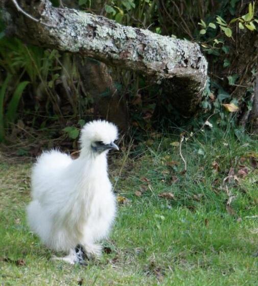 膳宿费 La Maison Les Mimosas