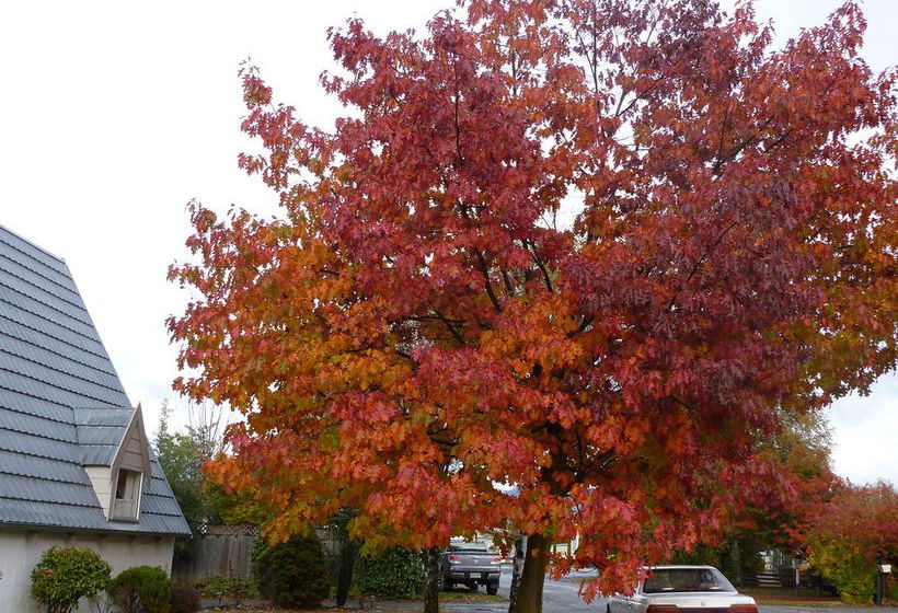 בית מלון כפרי Arrowtown Viking Lodge