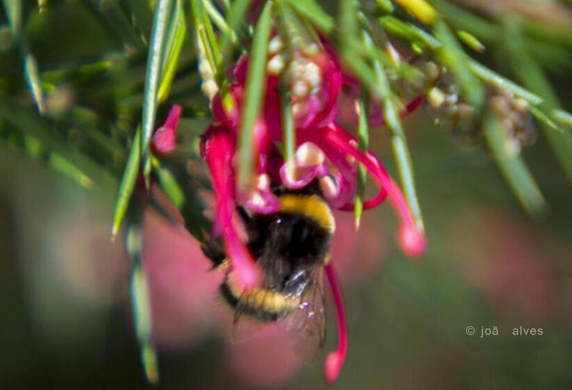 Quinta Do Burgo   Nature