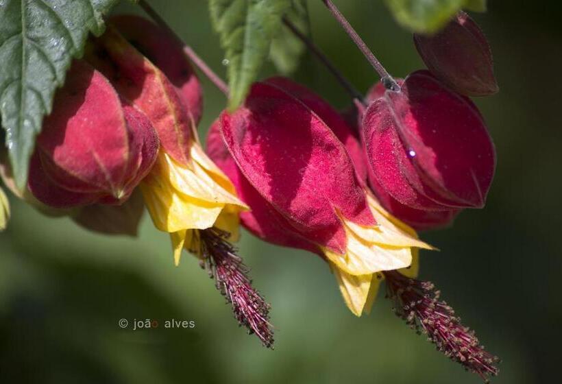 Quinta Do Burgo   Nature