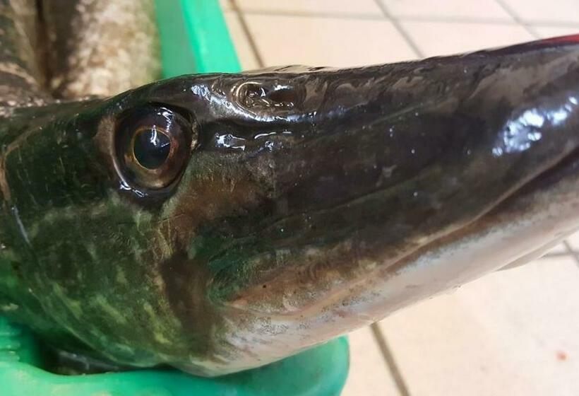 Общежитие Gästehaus & Restaurant Seemannshus