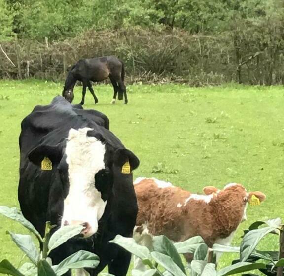 مبيت وإفطار Bij Zelle