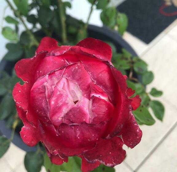 צימר Apartment Capitolio Eptingen