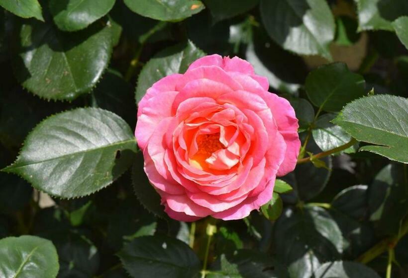 住宿加早餐  Le Cottage Mirabelle