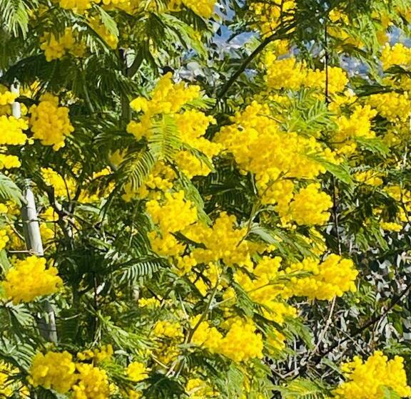 مبيت وإفطار Mas Lou Piastoun