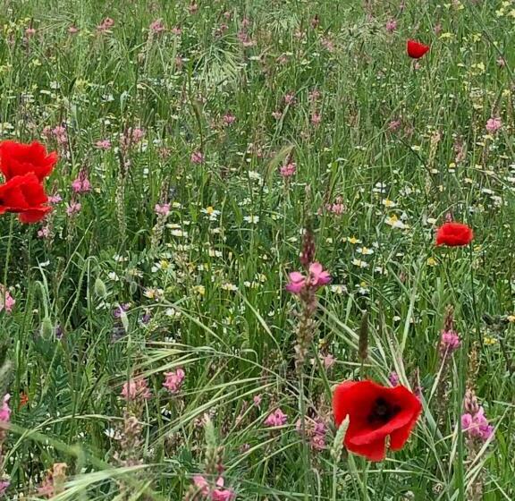 مبيت وإفطار Mas Lou Piastoun