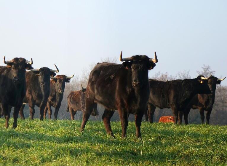مبيت وإفطار Ranch Bignaou