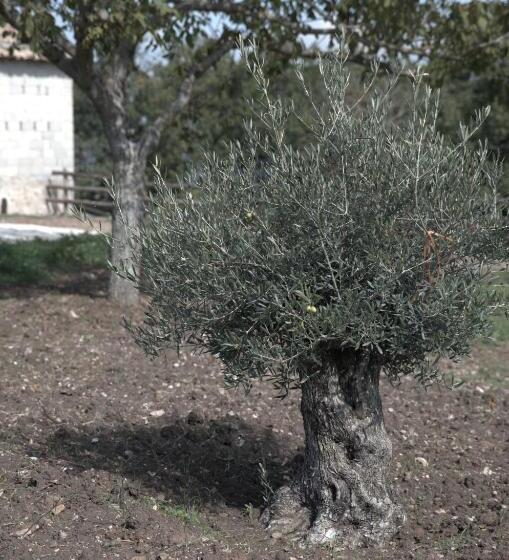 Отель Agriturismo Il Parco