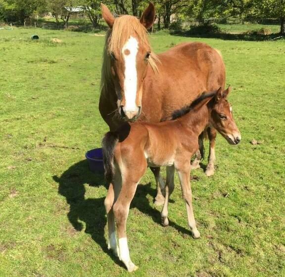 膳宿费 4 Lyndhurst Rd