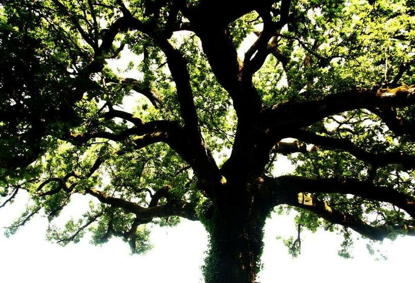 بنسيون La Quercia Di Aorivola