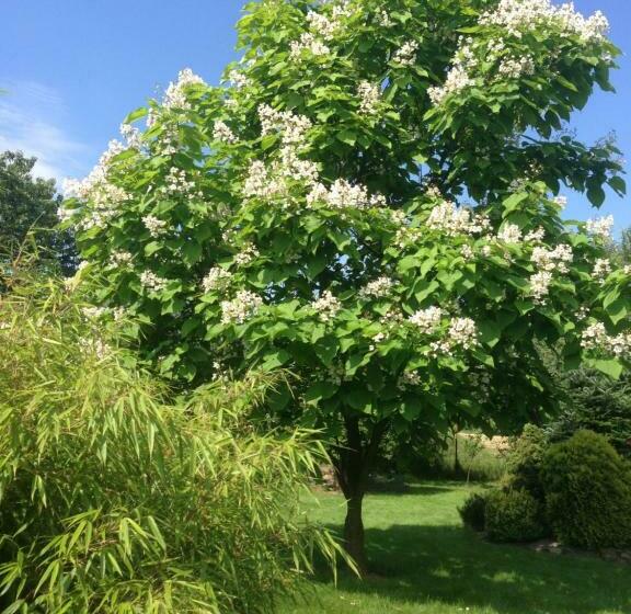 ペンション Penzion Svatava