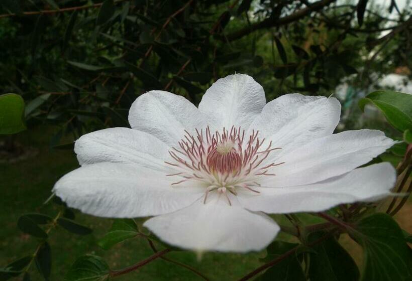 Bed and Breakfast Dove House