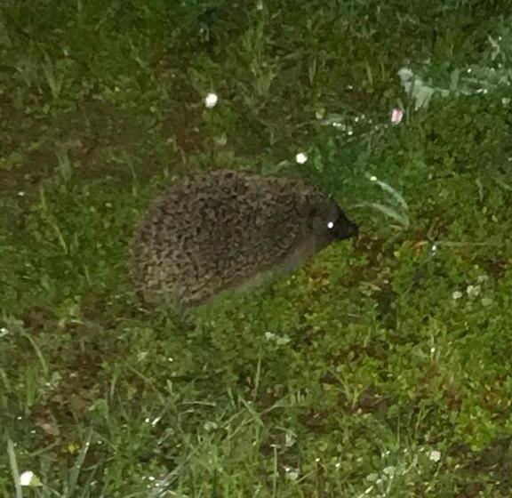 بنسيون Camere Montalbano