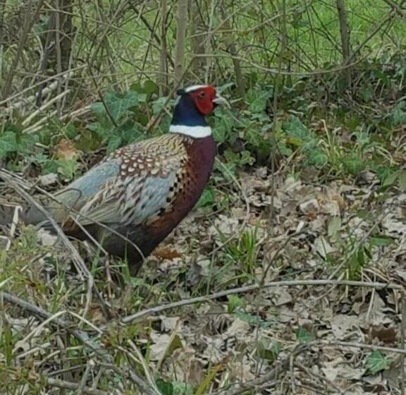 بنسيون Camere Montalbano