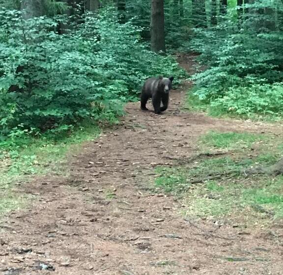 بنسيون Rum Haz