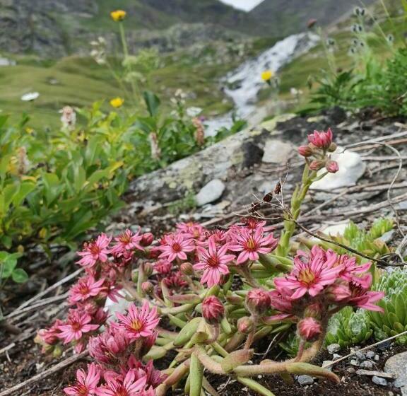פנסיון Chalet Le Bois Joli
