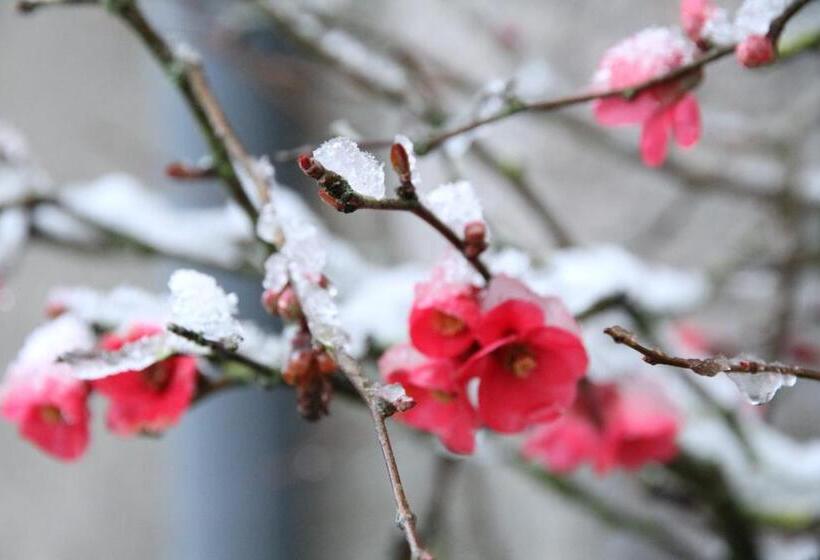 بنسيون Maison St Mayeul