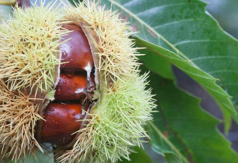 פנסיון Rochinha Cozy Home