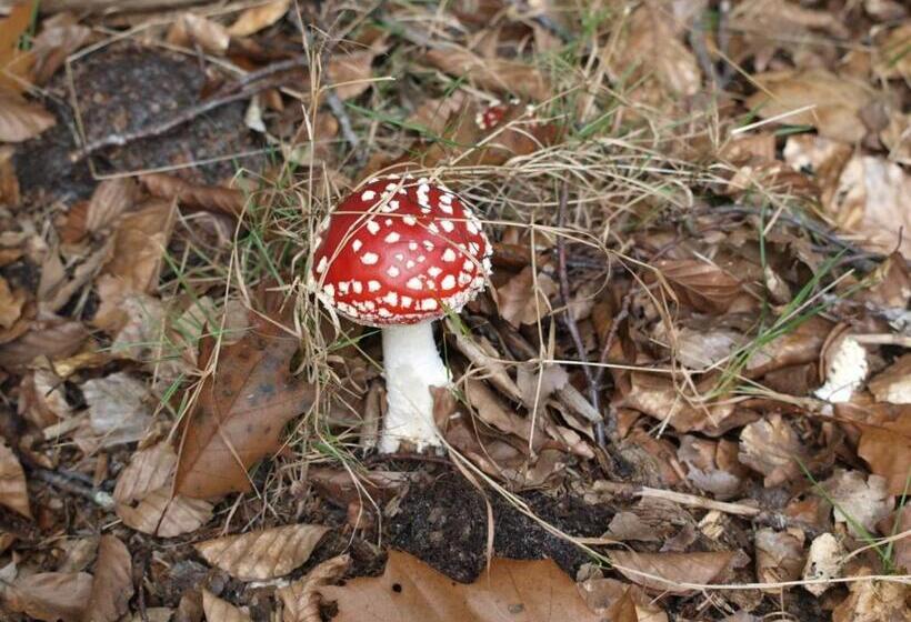 Bed and Breakfast Bed En   Of Zonder   Breakfast Putten