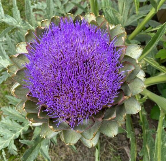 Bed and Breakfast Céline Et Olivier