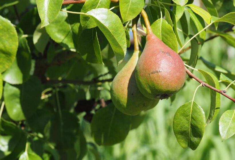 호텔 Agriturismo Fior Di Maggio