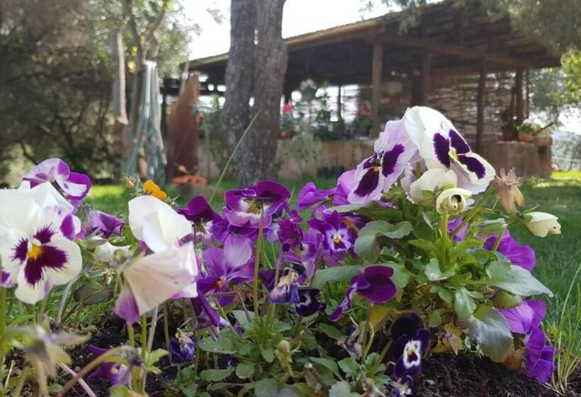 בית מלון כפרי Agriturismo Sa è Padedda