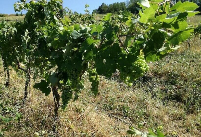 בית מלון כפרי Oasi Di Mastarone   Il Vino E Le Rose