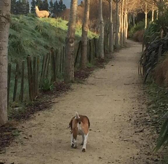 פנסיון Ivy S Cottage