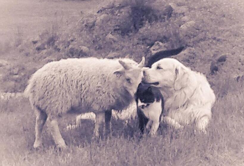 پانسیون Mjóanes Accommodation