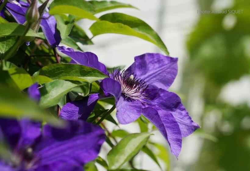 مبيت وإفطار Le Jardin Des Biches