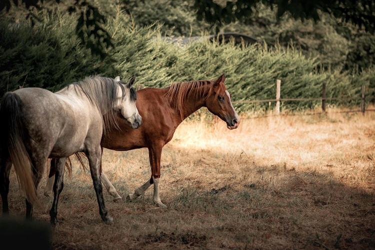 צימר Le Ranch Amadeus