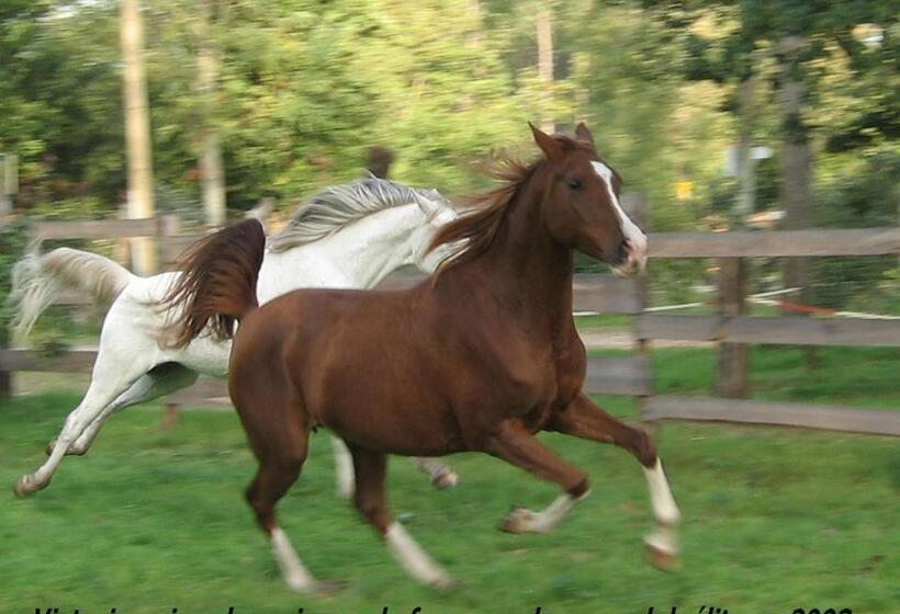 צימר Le Ranch Amadeus