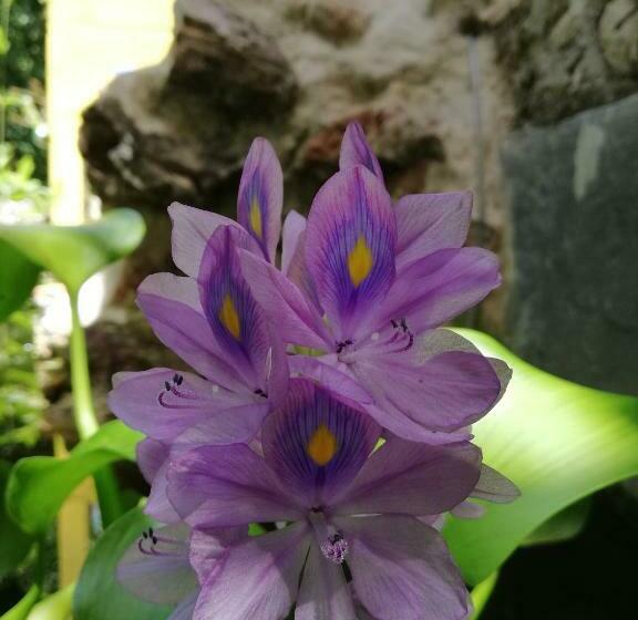 ベッドアンドブレックファースト Mayan Bungalow Near Chichén