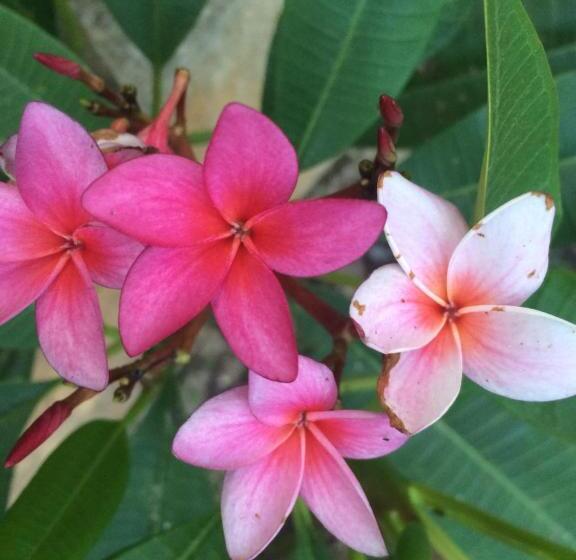 ベッドアンドブレックファースト Mayan Bungalow Near Chichén