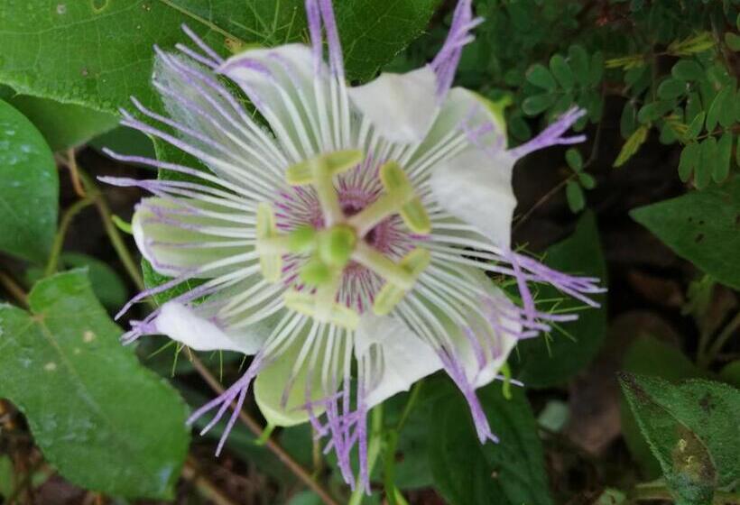 ベッドアンドブレックファースト Mayan Bungalow Near Chichén