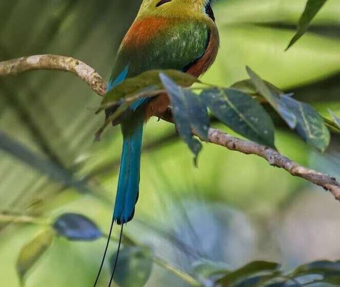 ベッドアンドブレックファースト Mayan Bungalow Near Chichén