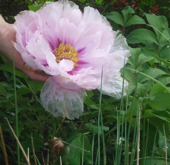 مبيت وإفطار Stretcha