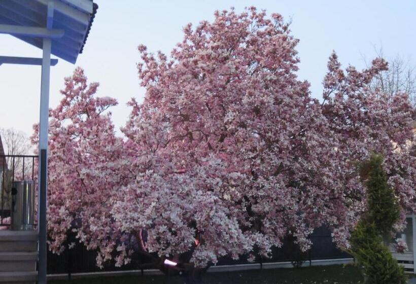 Les Rives Des Habsbourg