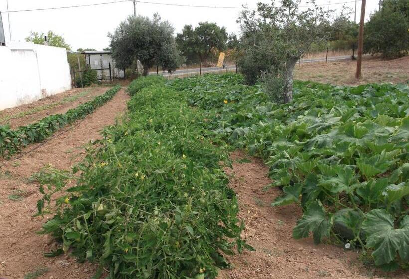 Пансион Quinta Do Pinheiro