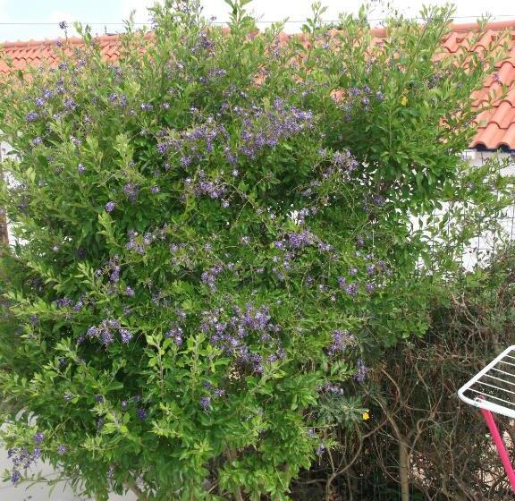 Пансион Quinta Do Pinheiro