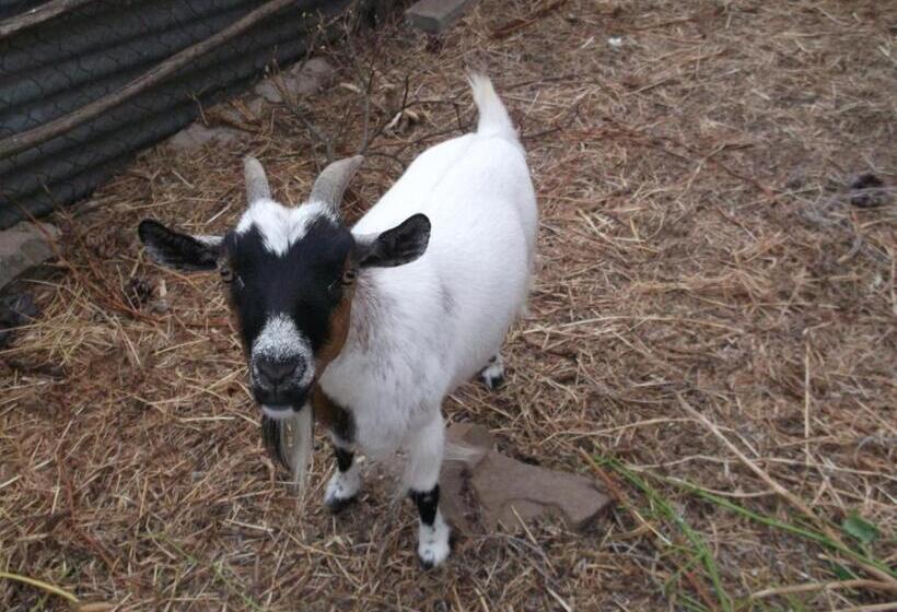 Пансион Quinta Do Pinheiro