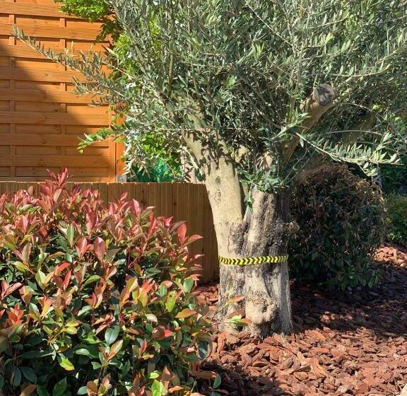 بنسيون Rebstöckel